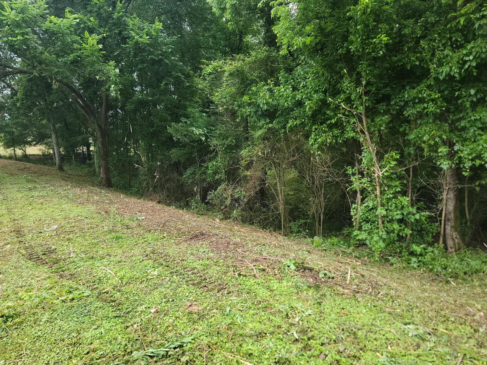 Pond bank cleared of overgrowth